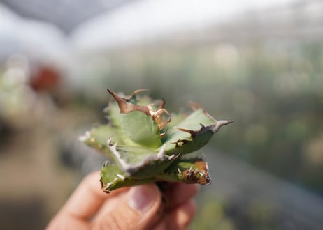 Agave titanota FO-76  E NO.5 (G)