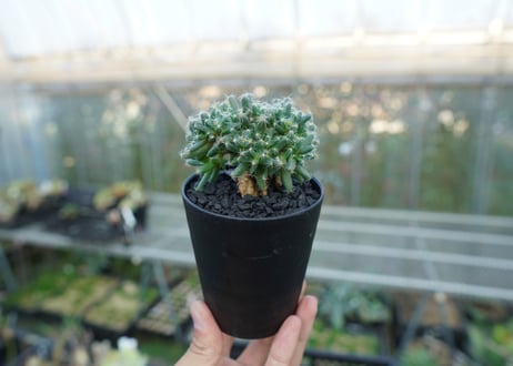 トリコディアデマ　デンサム　Trichodiadema densum  No.1