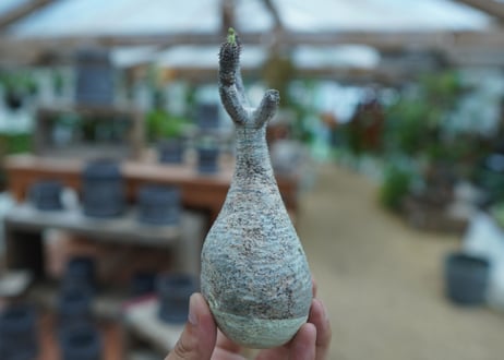 【抜き苗】パキポディウム　グラキリス　 Pachypodium Gracilius  No.8