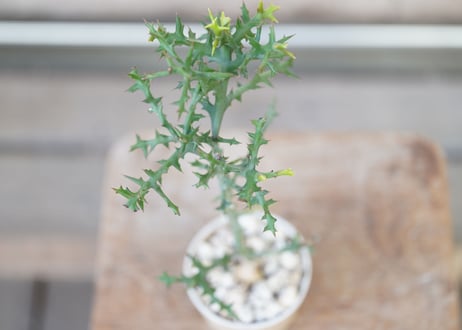 Euphorbia stenoclada
