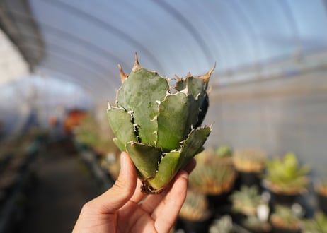 agave titanota 白鯨　 NO.2