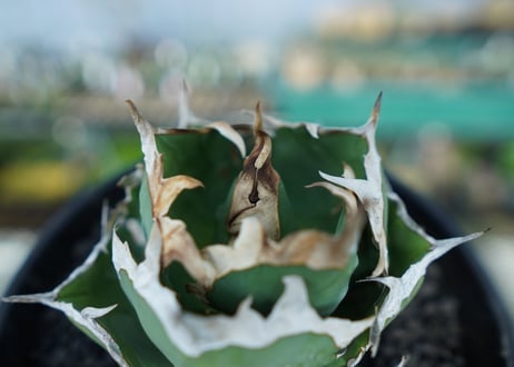 アガベ　チタノタ　螃蟹　Agave Titanota crab