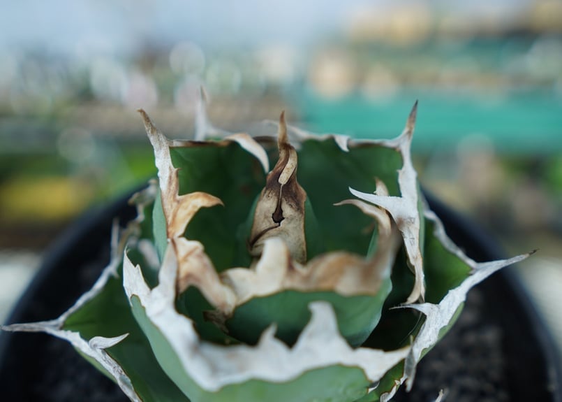 アガベ チタノタ 螃蟹 Agave Titanota crab | mana's farm:塊