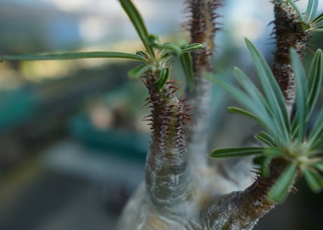 パキポディウム　グラキリス　 Pachypodium Gracilius  No.5