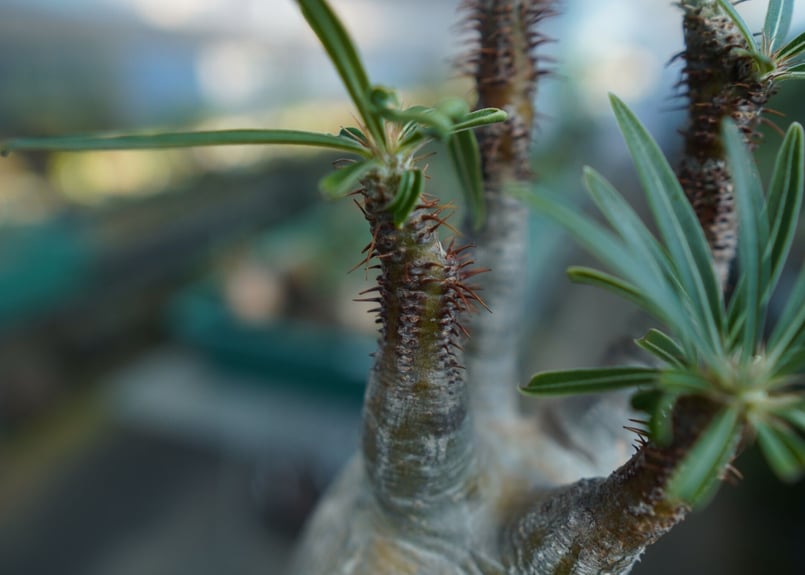 パキポディウム グラキリス Pachypodium Gracilius No.5 | ma