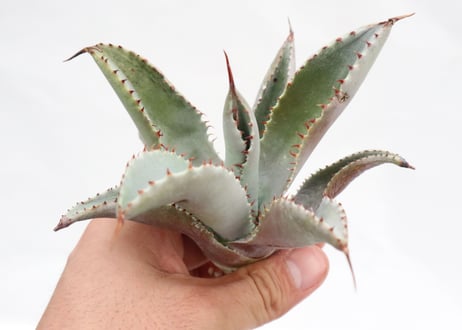 Agave pygmaea 'Dragon Toes' PUP no.1