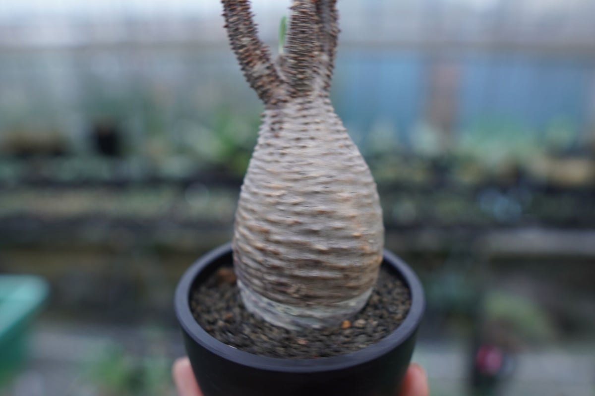 発根管理中】パキポディウム グラキリス Pachypodium Gracilius No