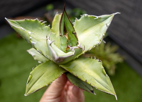 Agave Sowing seeds NO.8