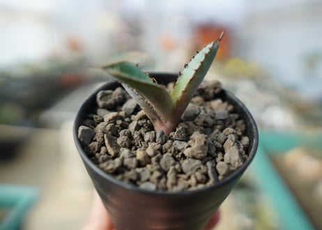 アガベ　チタノタ　 ブラックアンドブルー 　Agave titanota black and blue No.2