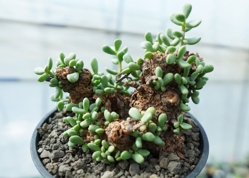 ケラリア ピグマエア Ceraria pygmaea No.10 | mana's farm