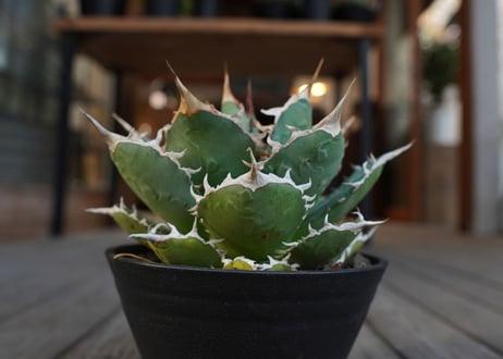 アガベ　チタノタ　FO-76　Agave titanota ”FO-76"　No.2