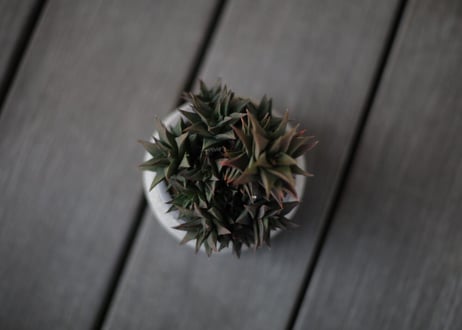 ハオルチア 五重の塔 Haworthia tortuosa