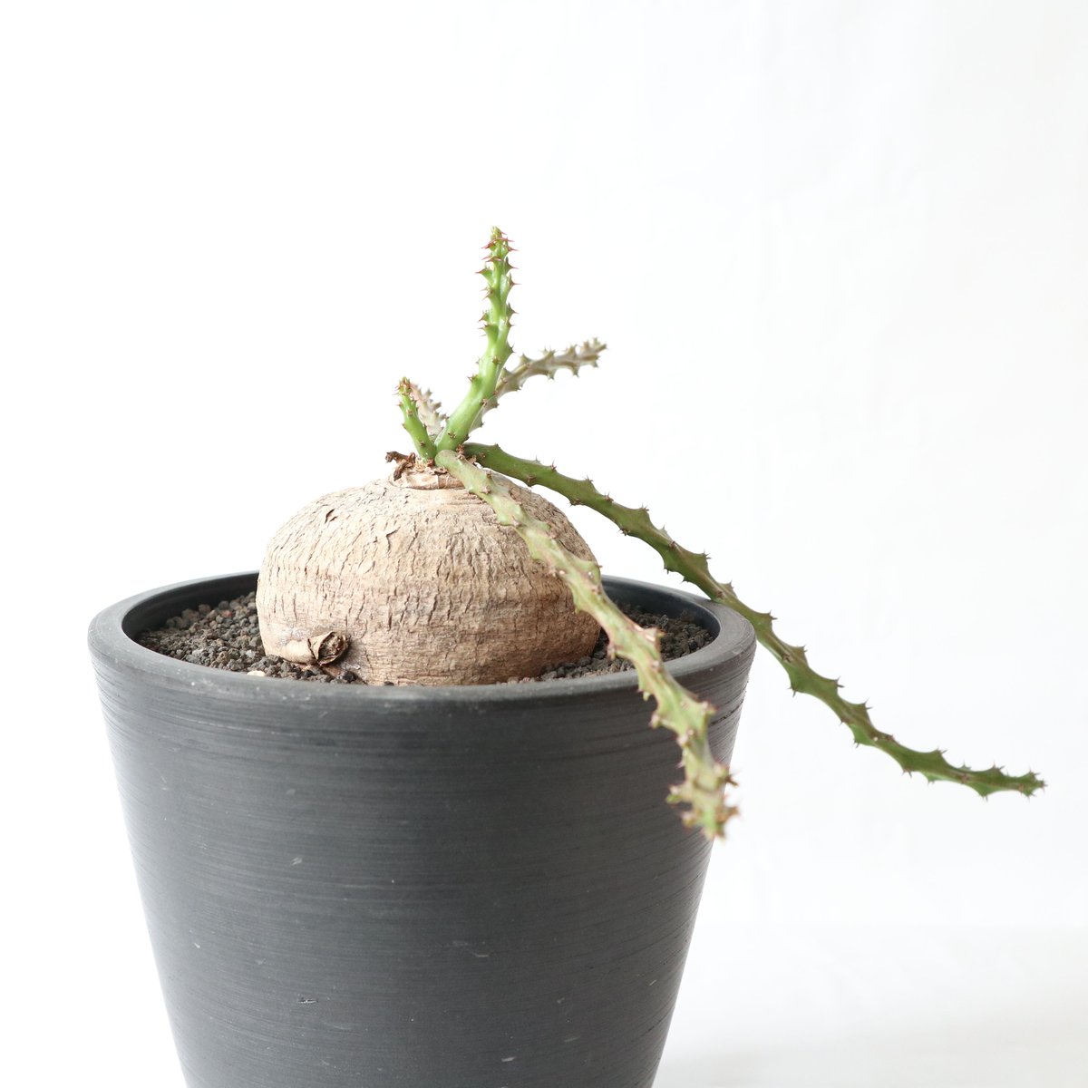 T061 珍奇塊根種 ユーフォルビア デシドゥア 現地球 現品限り