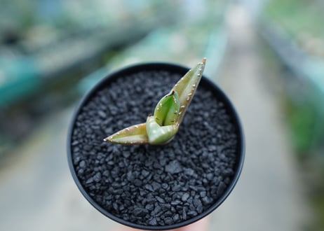 アガベ　チタノタ 　子株 　Agave titanota