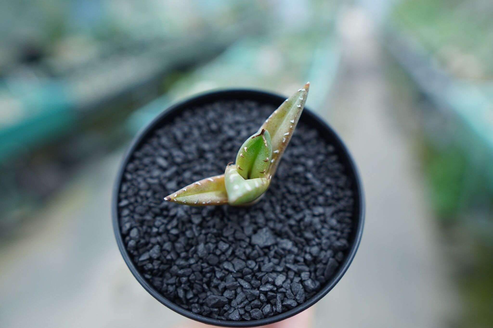 アガベ チタノタ 子株 Agave titanota | mana's farm:塊根植物