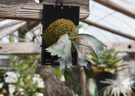 ビカクシダ  P. willinckii 'Robin' (TC)