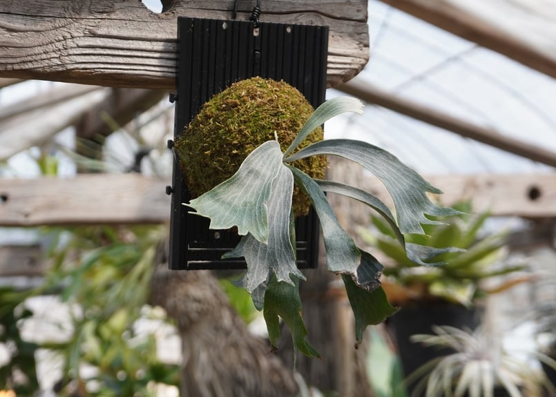 ビカクシダ P. willinckii 'Robin' (TC) | mana's farm