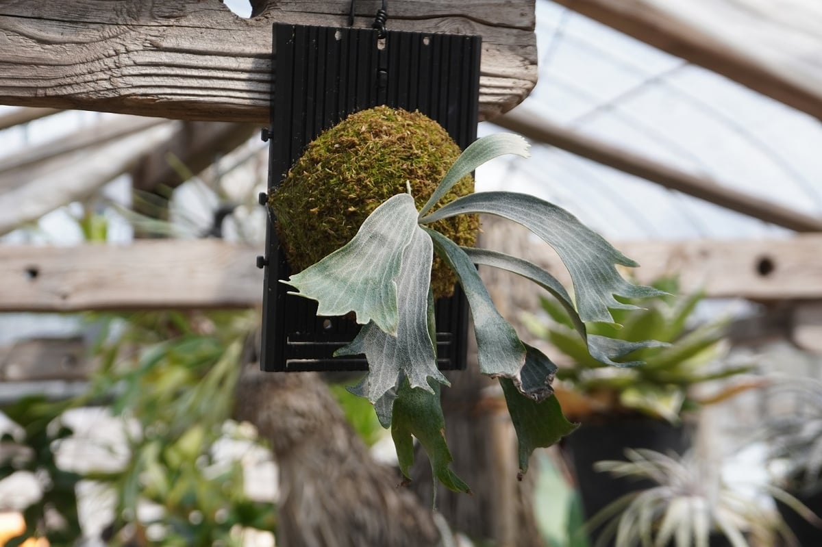 ビカクシダ P. willinckii 'Robin' (TC) | mana's farm