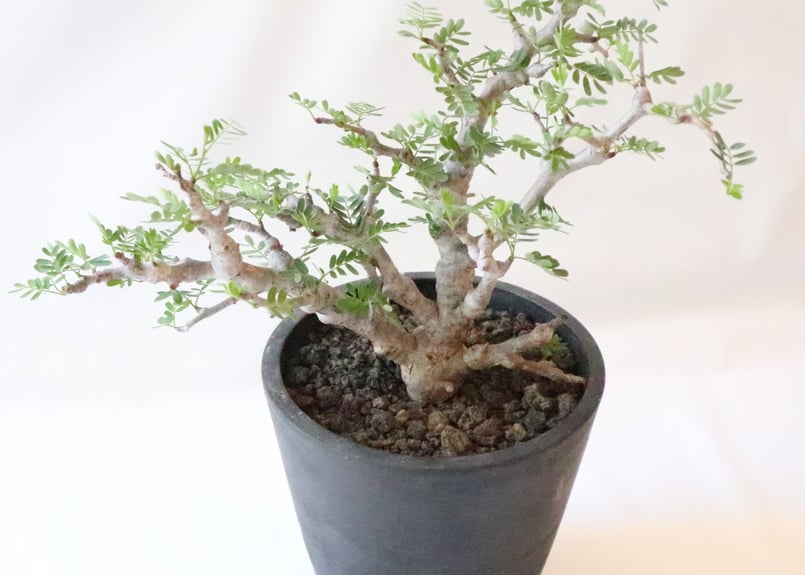 3 □センナ メリディオナリス□Senna meridionalis・塊根植物