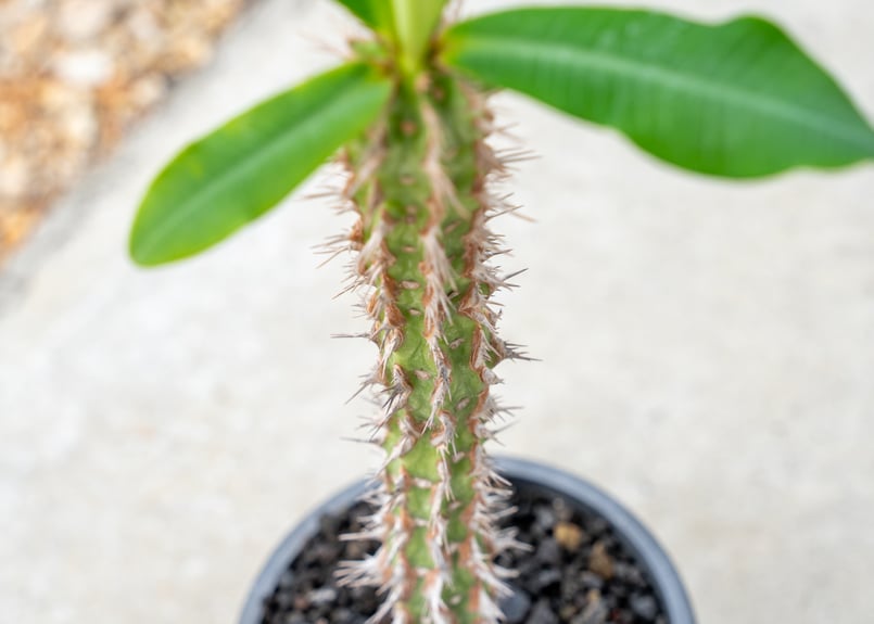 ユーフォルビア ビグエリー | mana's farm:塊根植物・アガベ・ドライ