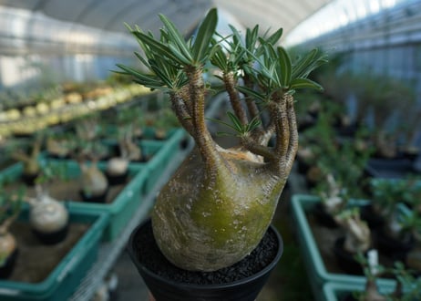 パキポディウム　グラキリス　 Pachypodium Gracilius  No.1