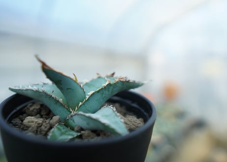 アガベ　オテロイ　agave oteroi　No.1