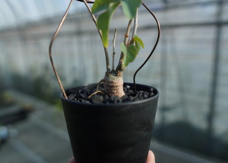アデニア　イサロエンシス　Adenia isaloensis