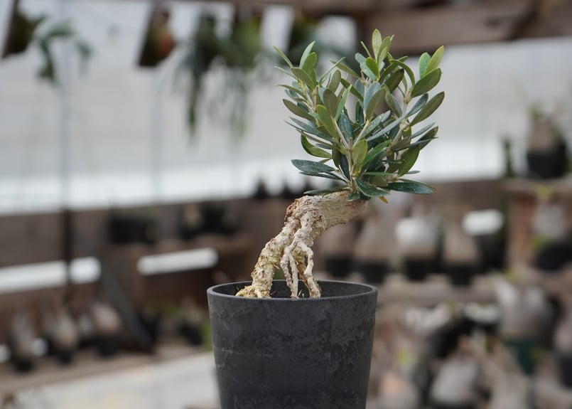 ▲【本日まで】Zooo Plants 塊根まん3点セット 塊根まん・ガジュマル | Zooo plants/ズープランツ