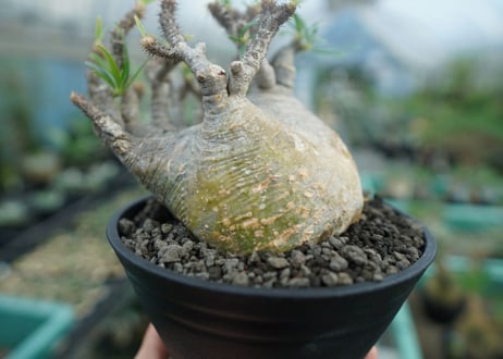 パキポディウム　グラキリス　 Pachypodium Gracilius　No.3