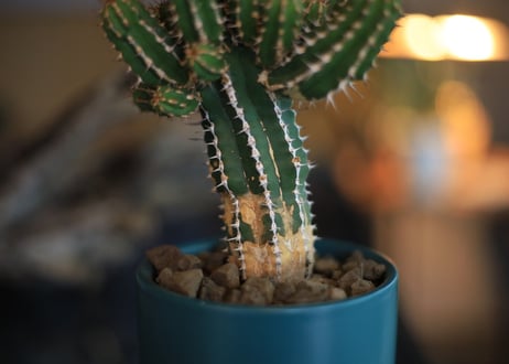 ユーフォルビア　 大正キリン  Euphorbia echinus