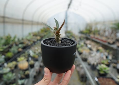 パキポディウム　バロニー　Pachypodium baronii