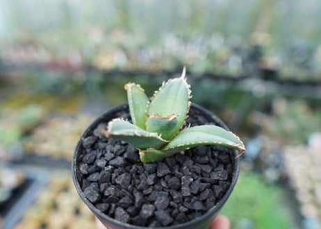 アガベ　チタノタ　FO-76　Agave titanota  FO-76　No.6