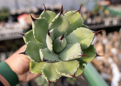 Agave Potatorum×Macroacantha   NO.2