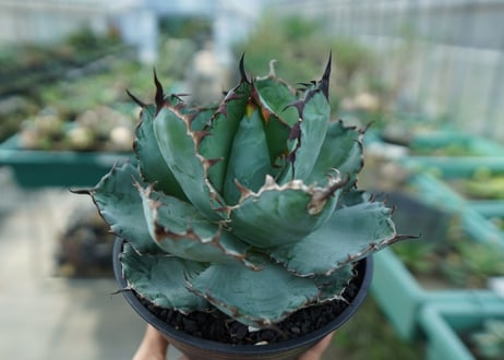 アガベ　チタノタ　 ブラックアンドブルー 　Agave titanota black and blue　No.6