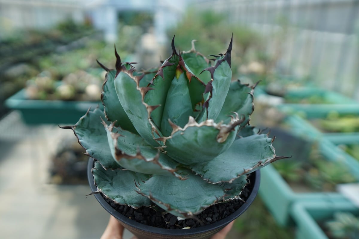 アガベ チタノタ ブラックアンドブルー Agave titanota black and