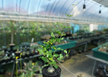 フォッケア　エデュリス　”火星人”　Fockea edulis  No.3