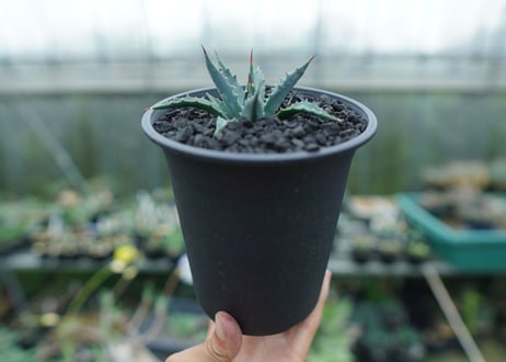 アガベ　ユタエンシス　Agave uthaensis　No.2