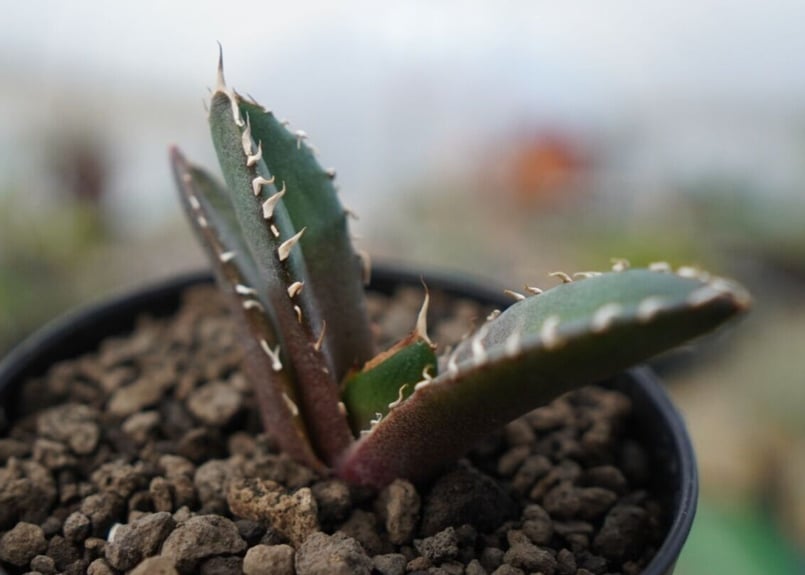 agave 鬼爪 雪峰 №10 | mana's farm:塊根植物・アガベ・ドライガーデン