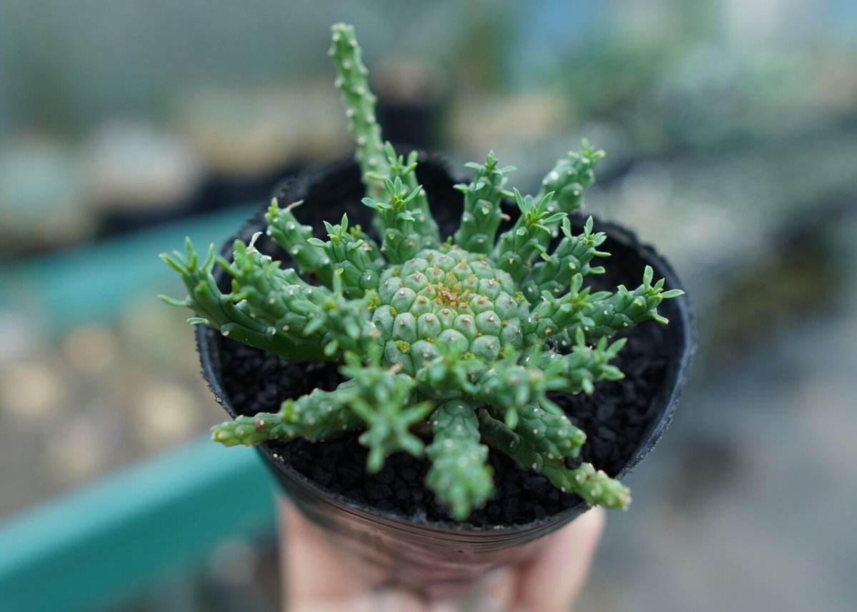 ユーフォルビア ゴルゴニス Euphorbia gorgonis No.1 | mana's