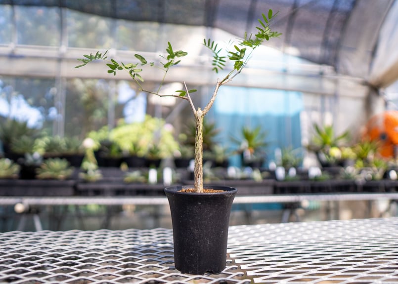 デロニクス デカリー | mana's farm:塊根植物・アガベ・ドライガーデン