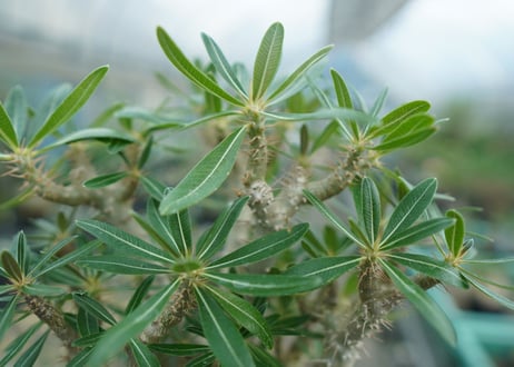 パキポディウム　ロスラーツム　Pachypodium rosulatum