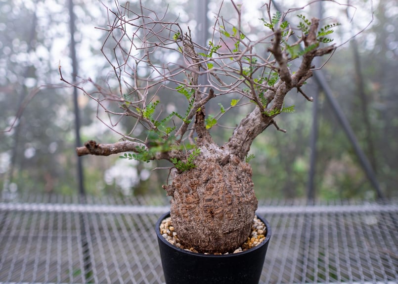 オペルクリカリア パキプス | mana's farm:塊根植物・アガベ・ドライ