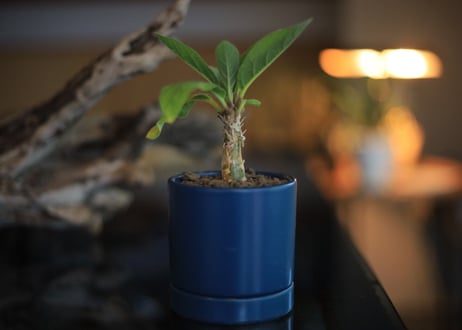 セサモタムナス リヴァエ　Sesamothamnus rivae