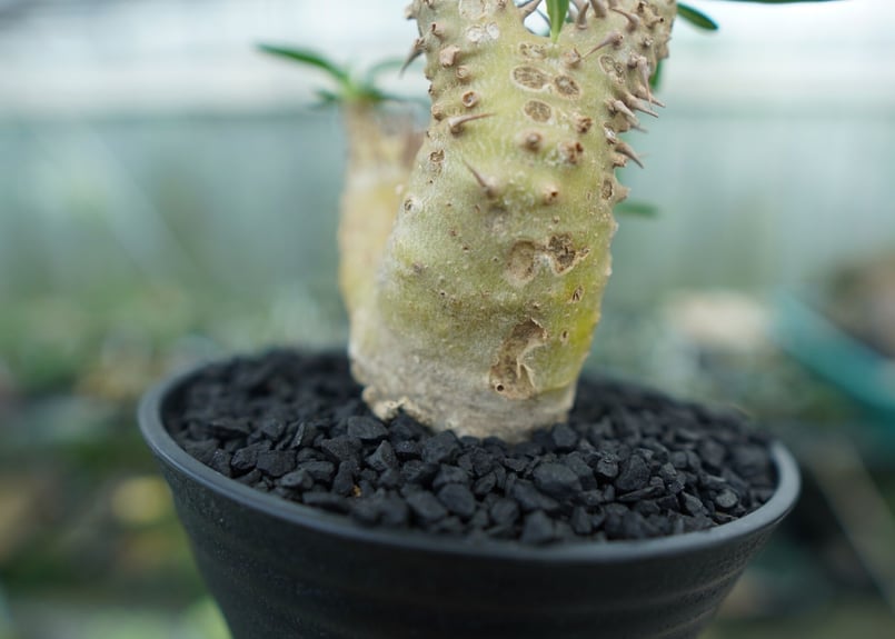 パキポディウム デンシフローラム Pachypodium densiflorum No.2 |
