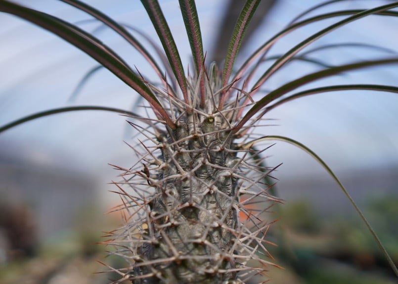 パキポディウム ゲアイ 亜阿相界 | mana's farm:塊根植物・アガベ