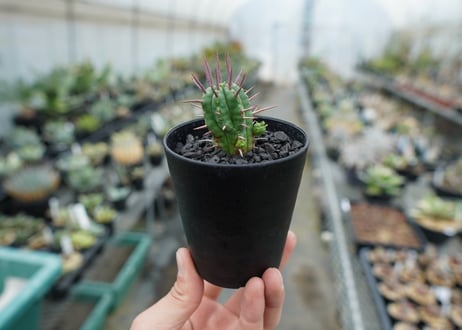 ユーフォルビア　フェロックス　Euphorbia ferox