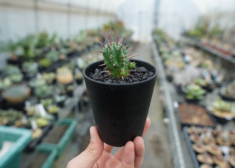 ユーフォルビア フェロックス Euphorbia ferox | mana's farm:塊根