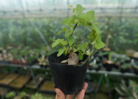 ディオスコレア　シルバティカ　Dioscorea sylvatica No.2
