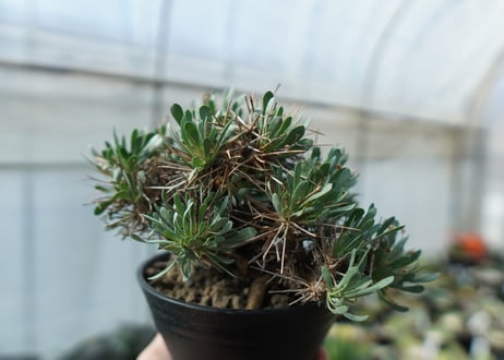 オトンナ　ユーフォルビオイデス　Othonna euphorbioides　C2