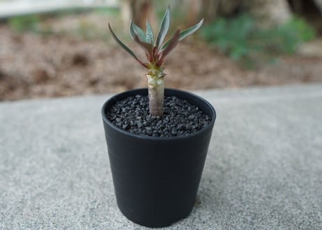 【沖縄実生株】パキポディウム　バロニー　Pachypodium baronii  No.1
